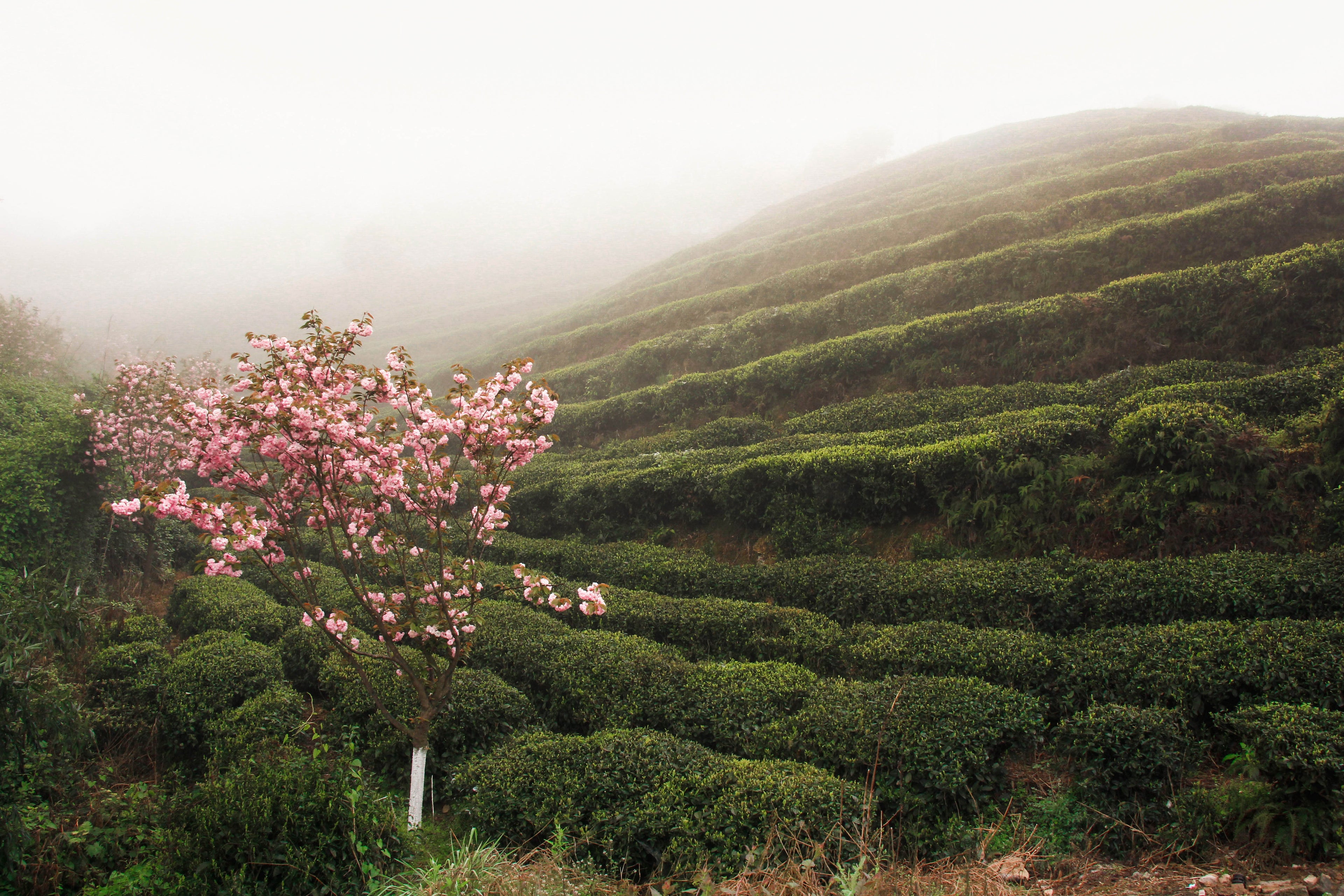 Sakura Teepflanzen 